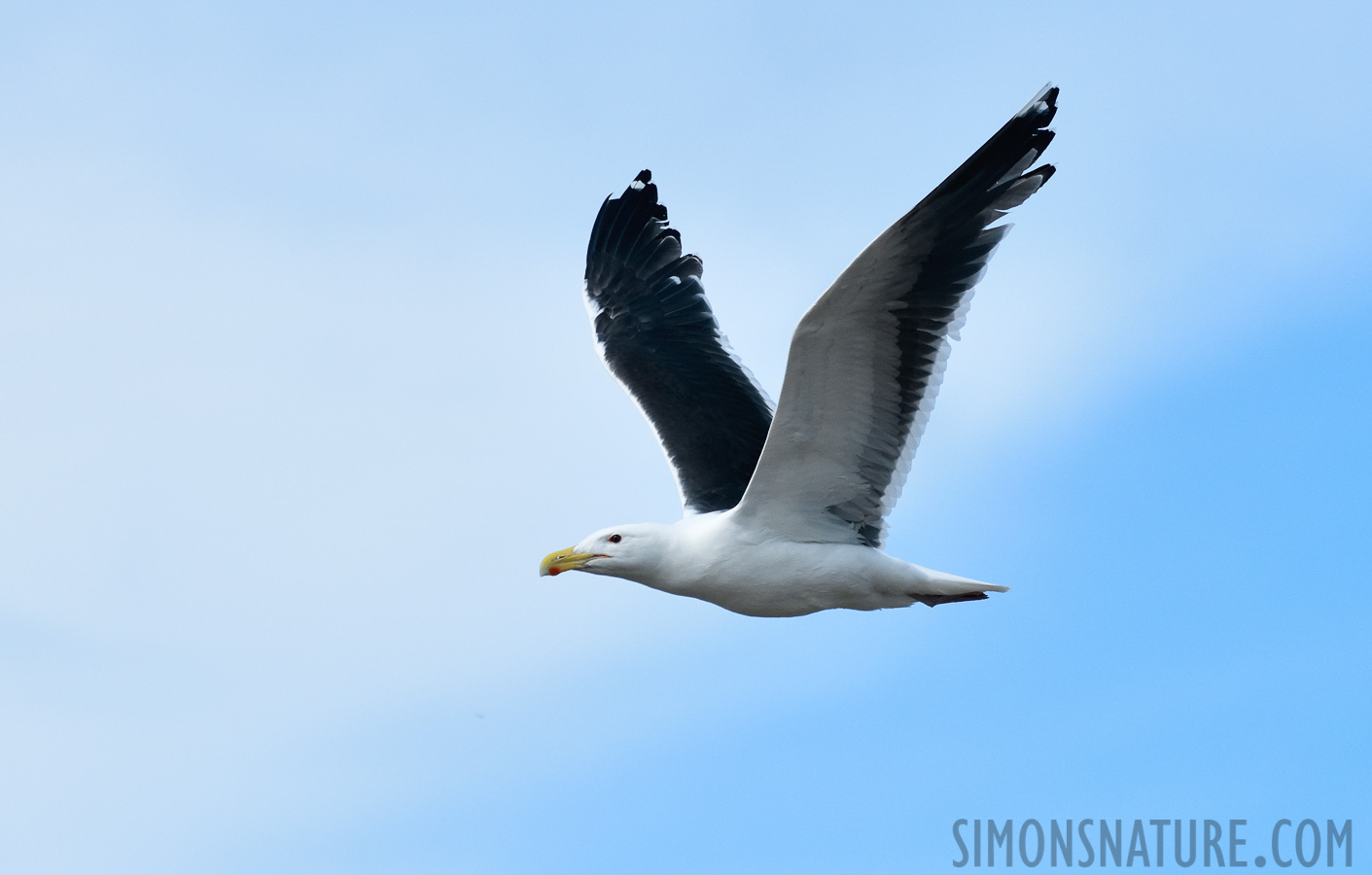 Larus marinus [400 mm, 1/5000 sec at f / 8.0, ISO 1600]